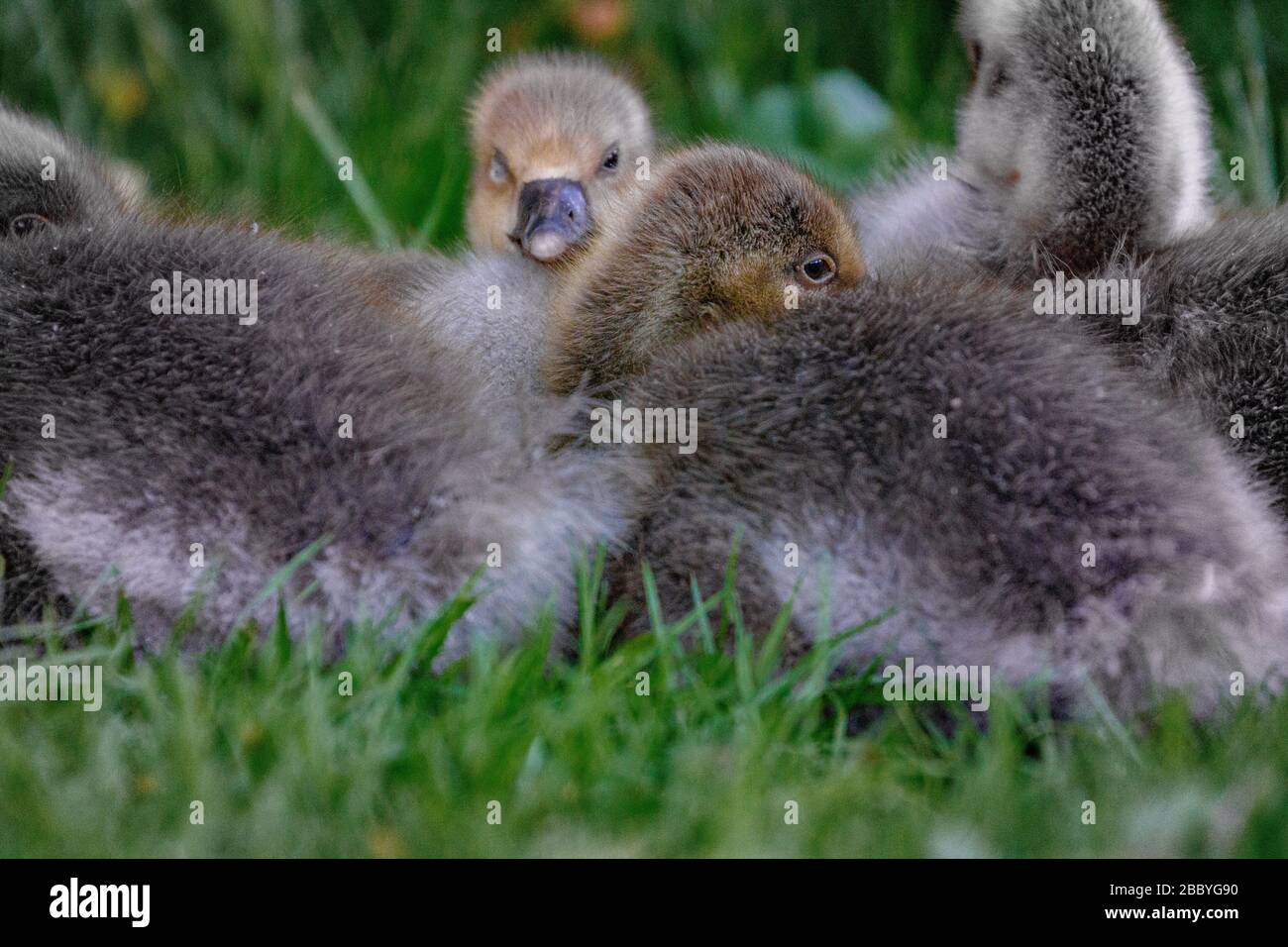 Page 3 Cute Baby Duck High Resolution Stock Photography And Images Alamy