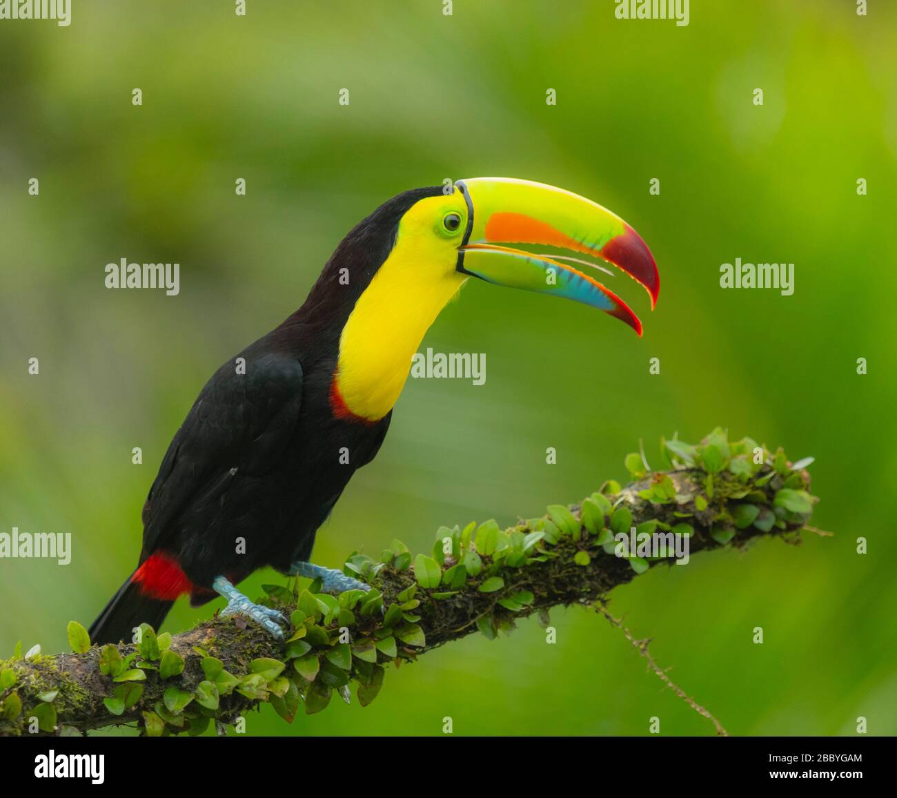 closeup portrait of a keel-billed toucan in Costa Rica Stock Photo