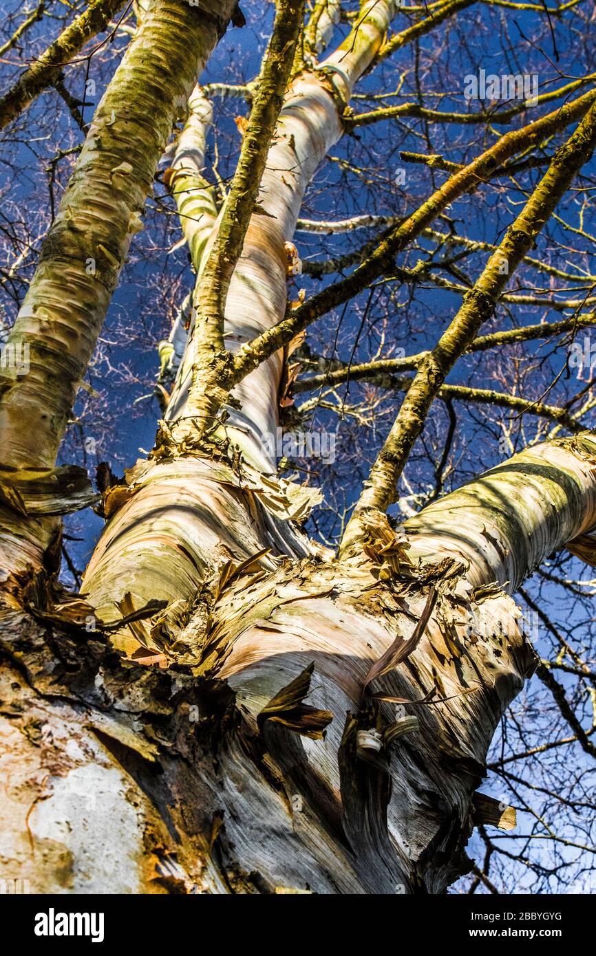 looking up at a silver birch tree Stock Photo