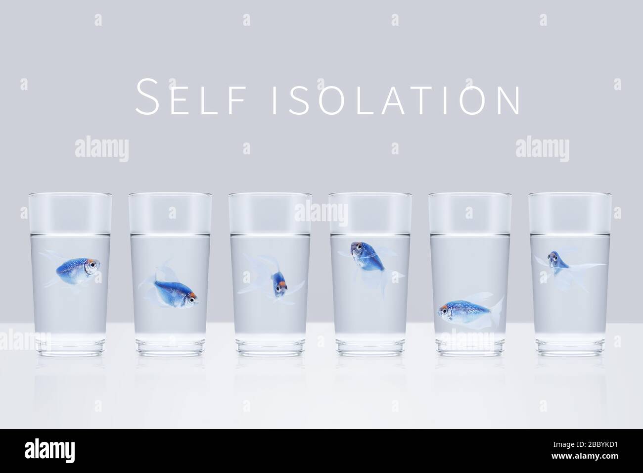 Six blue aquarium fishes in separate glasses with water on a gray background with the words self isolation. Quarantine, isolation, social distance con Stock Photo