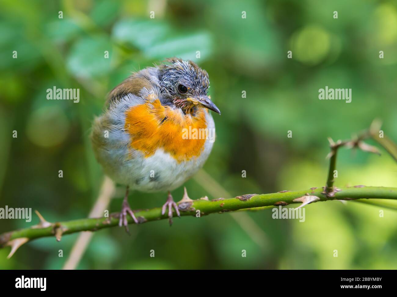 European Robin (Erithacus rubecula) in moult, perched on a twig in Summer in West Sussex, England, UK. Robin moulting, losing feathers. Stock Photo