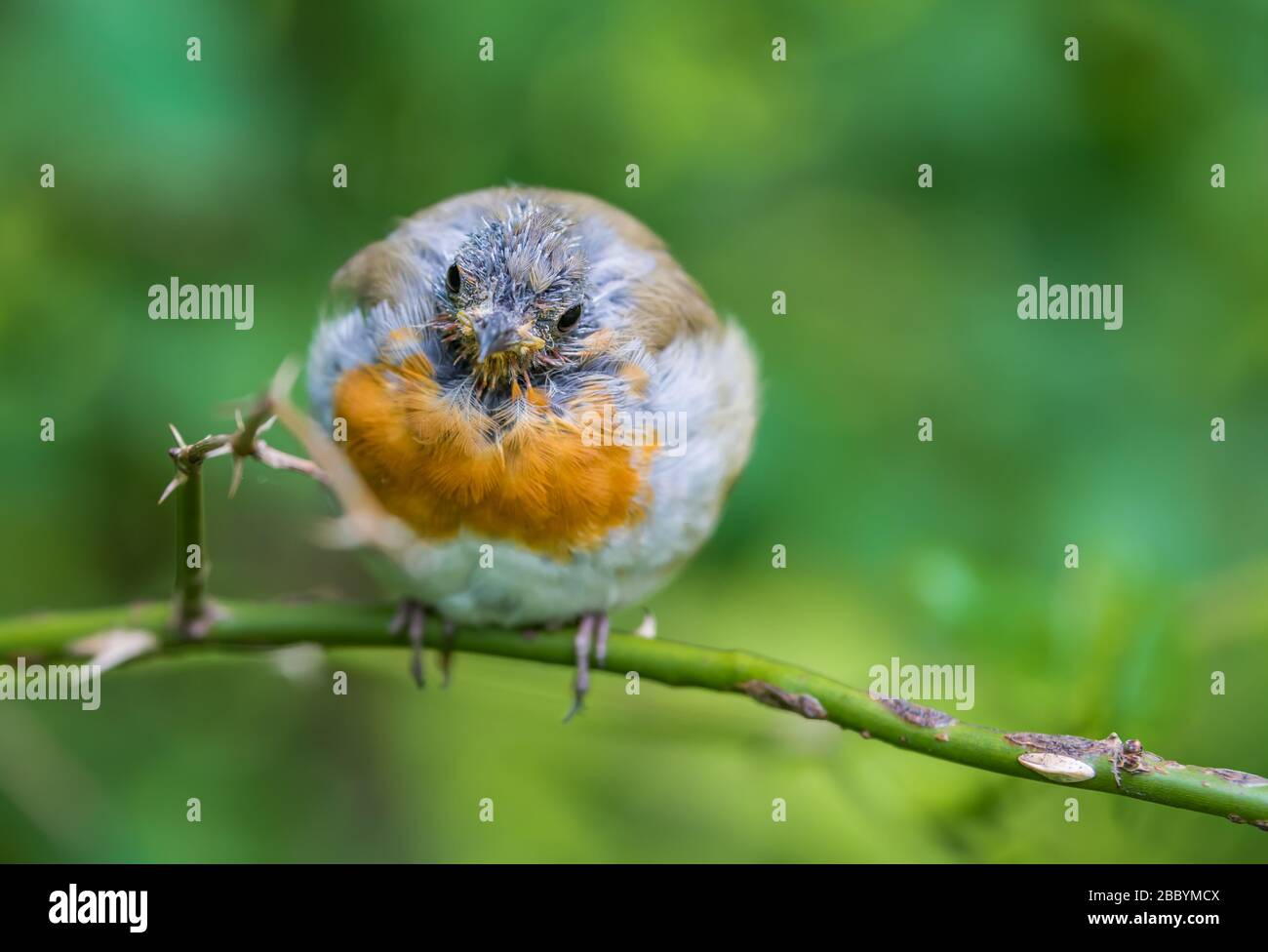 European Robin (Erithacus rubecula) in moult, perched on a twig in Summer in West Sussex, England, UK. Robin moulting, losing feathers. Bald Robin. Stock Photo