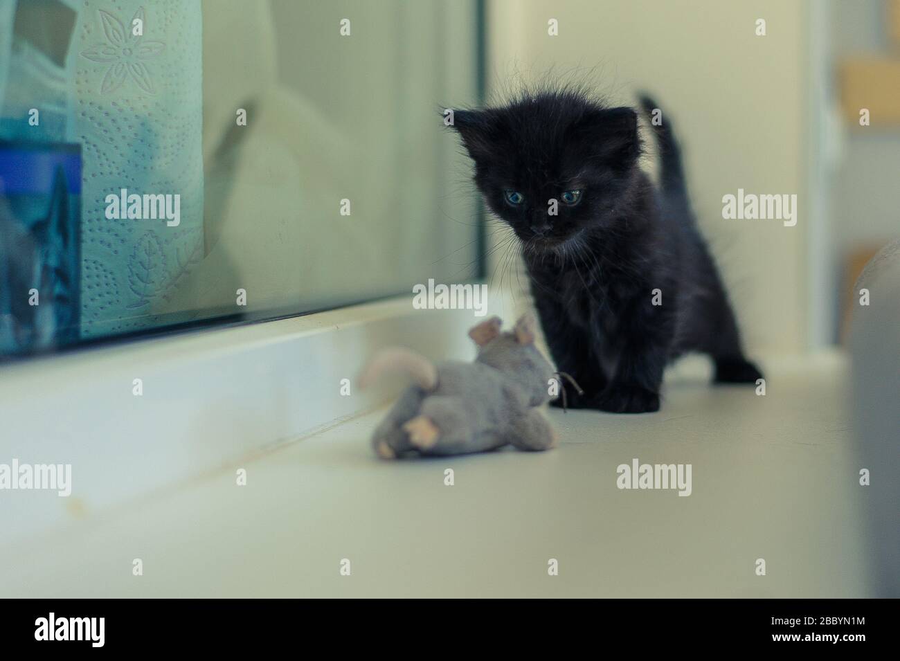 black kitten is played on the windowsill with a toy gray mouse Stock Photo