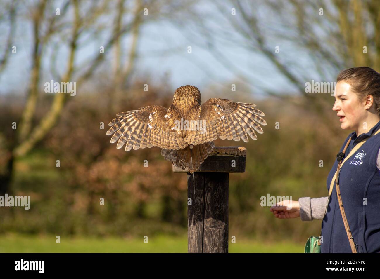 birds of prey at a falconry centre Stock Photo