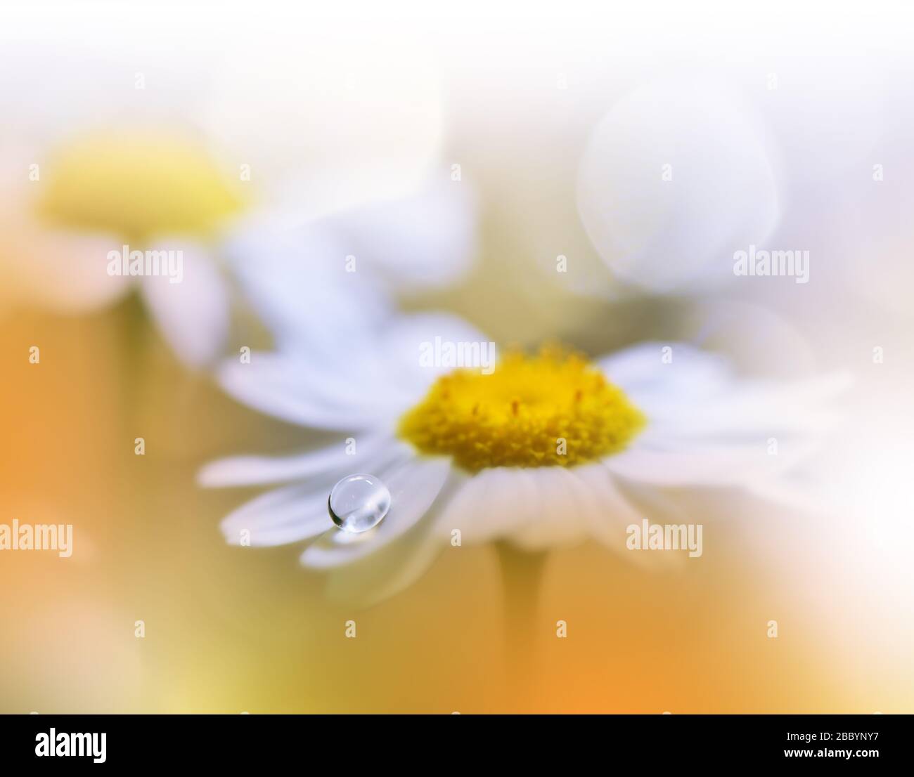 Beautiful Nature Background.Floral Art Design.Abstract Macro Photography.White Daisy Flower.White Background.Creative Artistic Wallpaper.Wedding Card. Stock Photo