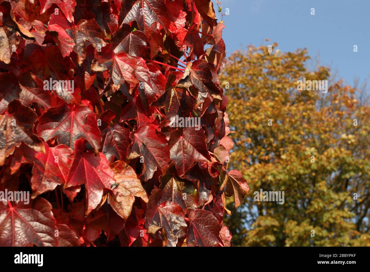 Red leaves. Clayhall Park, Longwood Gardens, Ilford, London Borough of