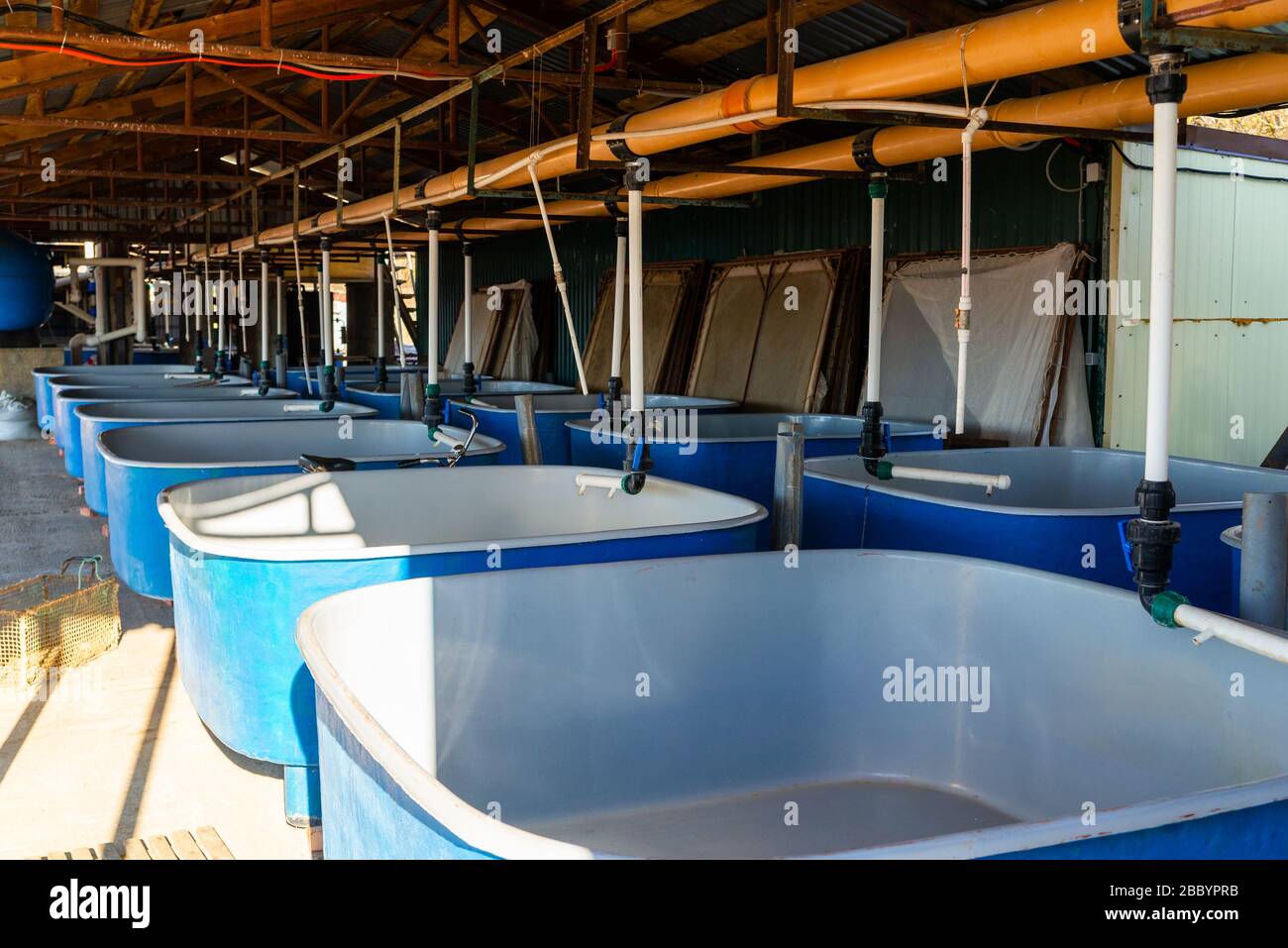 Pools for breeding sturgeon fish on fish farm Stock Photo Alamy