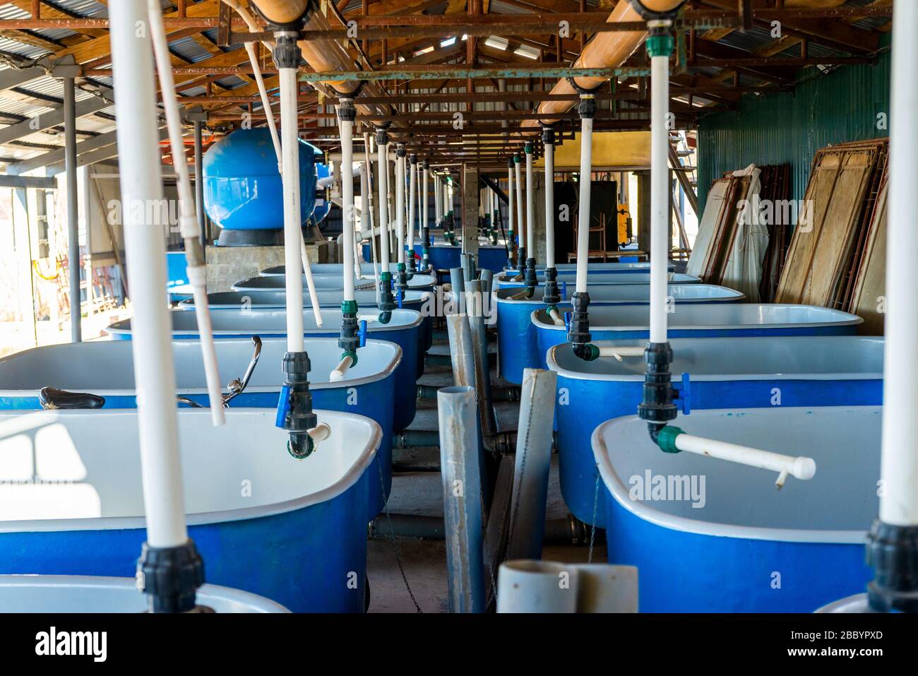 Pools for breeding sturgeon fish on fish farm Stock Photo Alamy