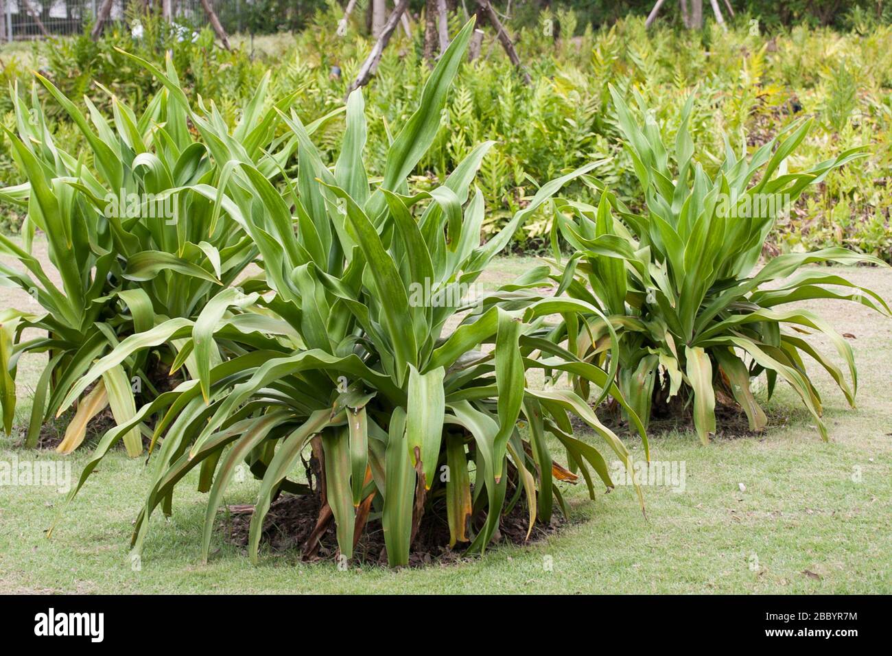 Medicinal plant of Thailand. Stock Photo