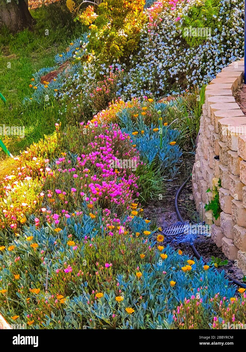 Patterns and colours of rockery flowers Stock Photo - Alamy