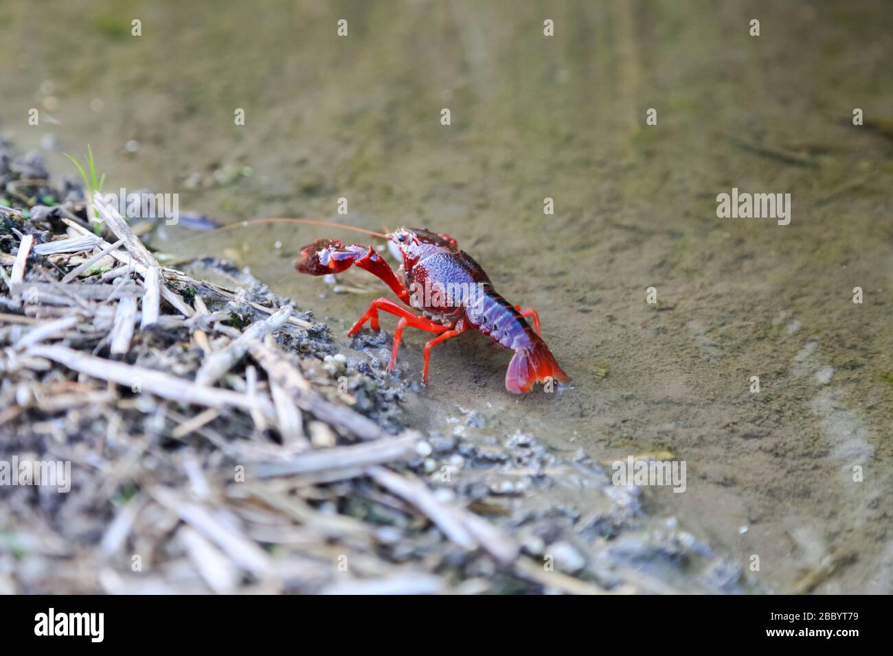 Crayfish Procambarus Clarkii Ghost on nature background Stock Photo