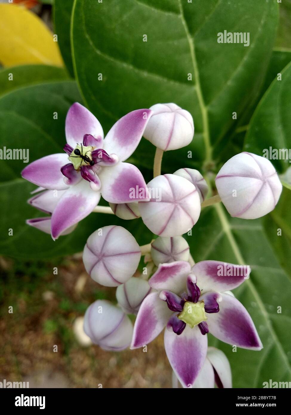 Calotropis gigantea flower crown flower hi-res stock photography and