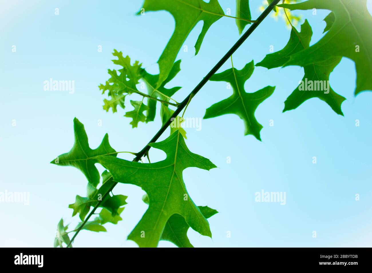 Light spills into frame, illuminating a beautiful branch of leaves on a gorgeous summer evening. Stock Photo