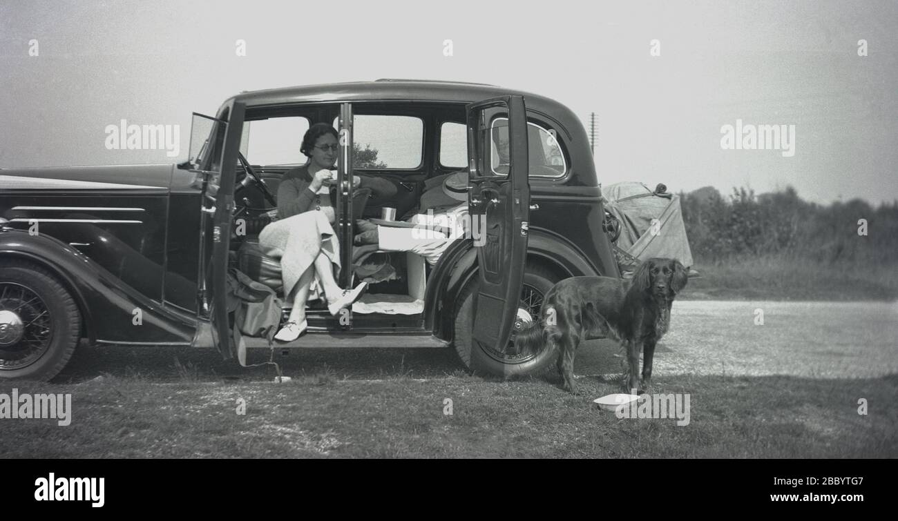 1930-40s, historical, a lady sitting in a 4-door saloon motorcar of the era - perhaps a Riley Adelphia as it has 6 side windows, possibly a Fiat 518 or Ardita - parked on a grass verge having a picnic, with her pet dog, a retreiver for company. Notice the canvas looking pack attached to the rear of the car and the back door hinged at its rear rather than the front, sometimes known as a 'coach door'. Mostly limited to 4-door sedans or saloons, they had advantages, namely making and exiting the vehicle easier, allowing chauffers for example easier access to the rear door. Stock Photo