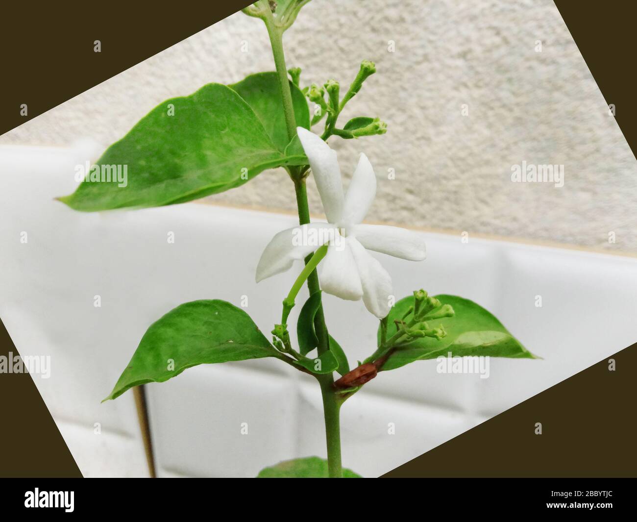 Juhi Jasmine Flower and leaves background Stock Photo