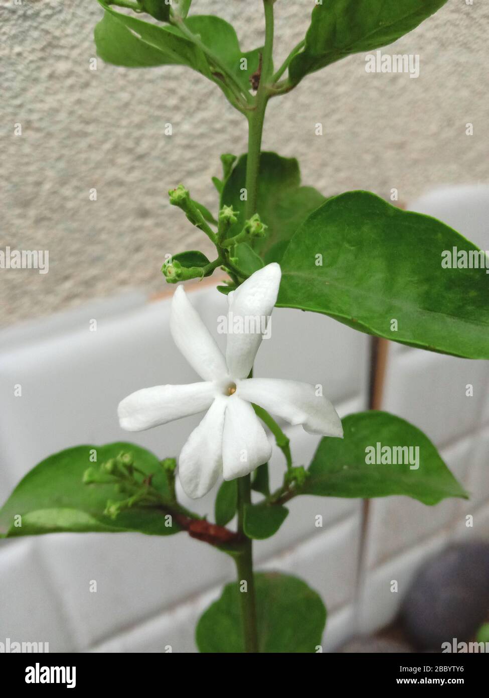 Juhi Jasmine Flower plant background Stock Photo
