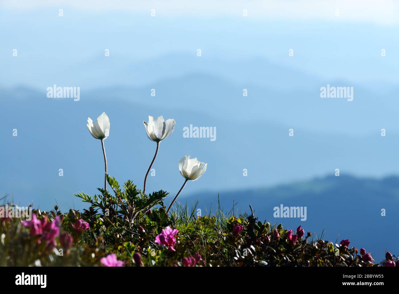Amazing landscape with magic white flowers on summer mountains. Nature background Stock Photo