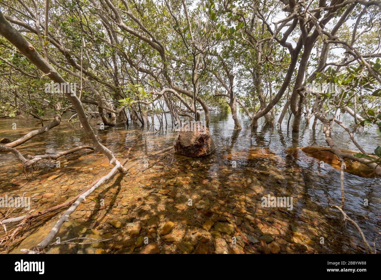 River Mangroves (Aegiceras corniculatum) submerged under an incoming tide on the banks of the Myall River near Tea Gardens, New South Wales, Australia Stock Photo