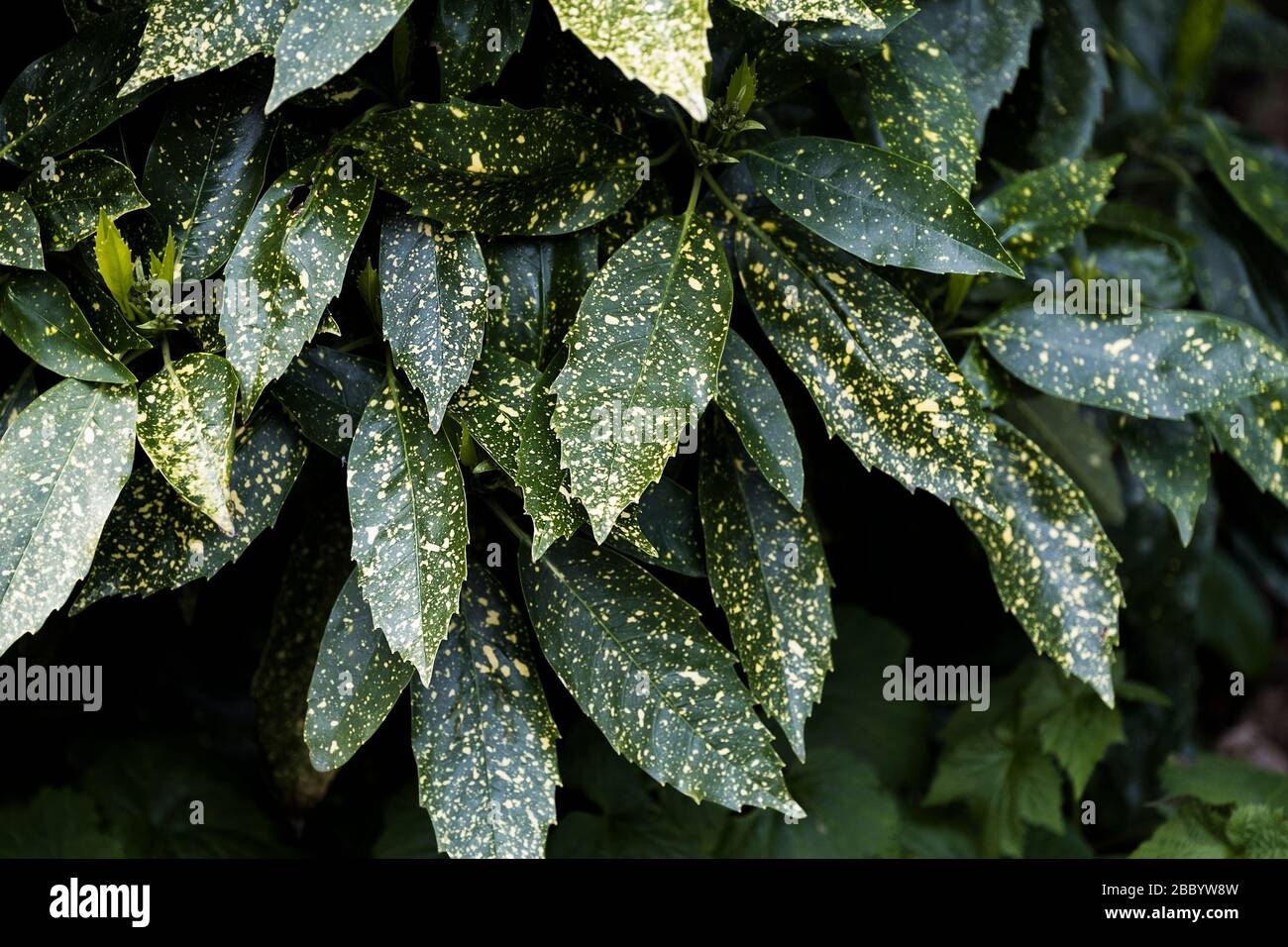 The yellow spotted leaves of the Aucuba japonica shrub. Stock Photo