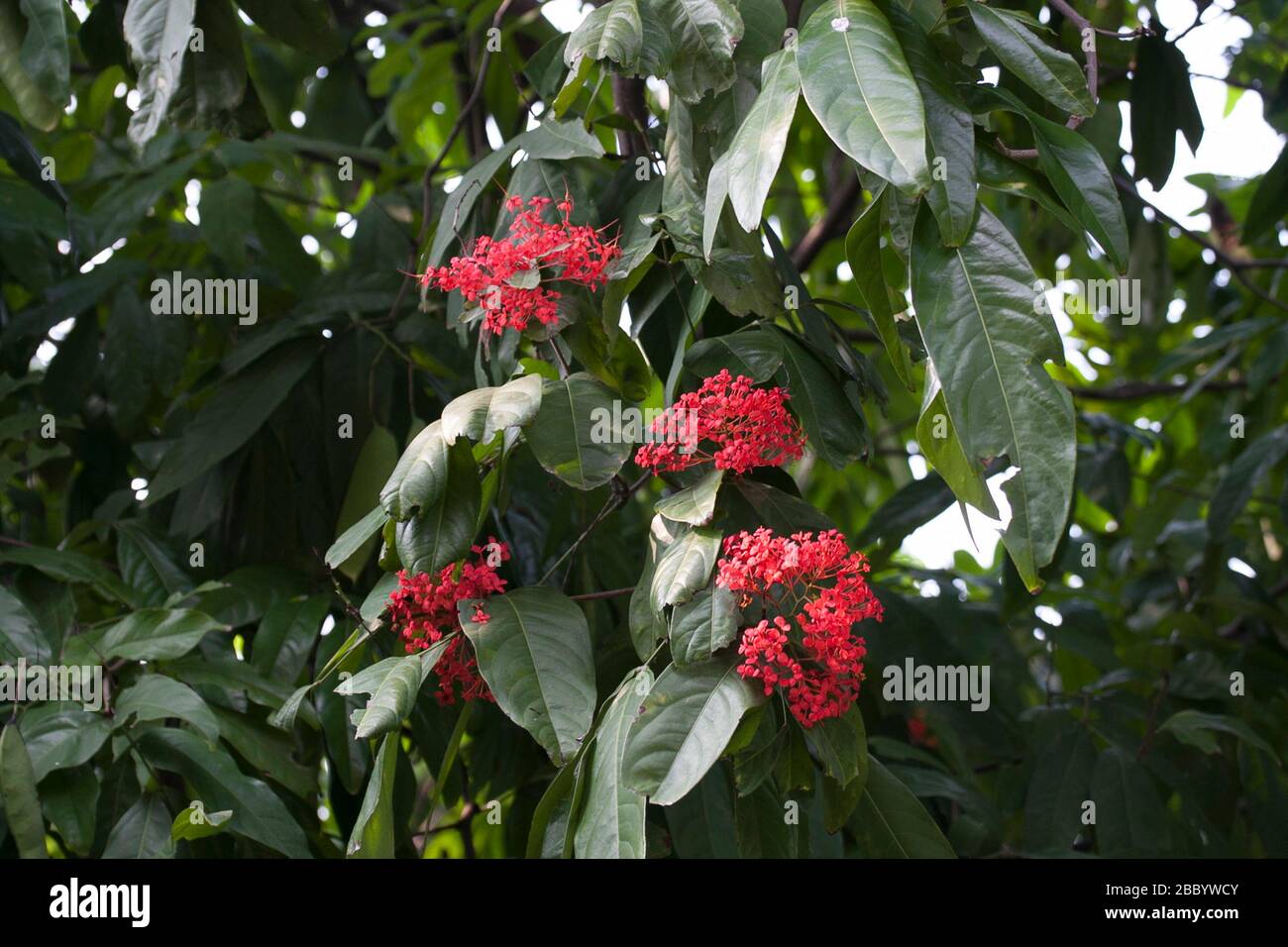 Medicinal plant of Thailand. Stock Photo