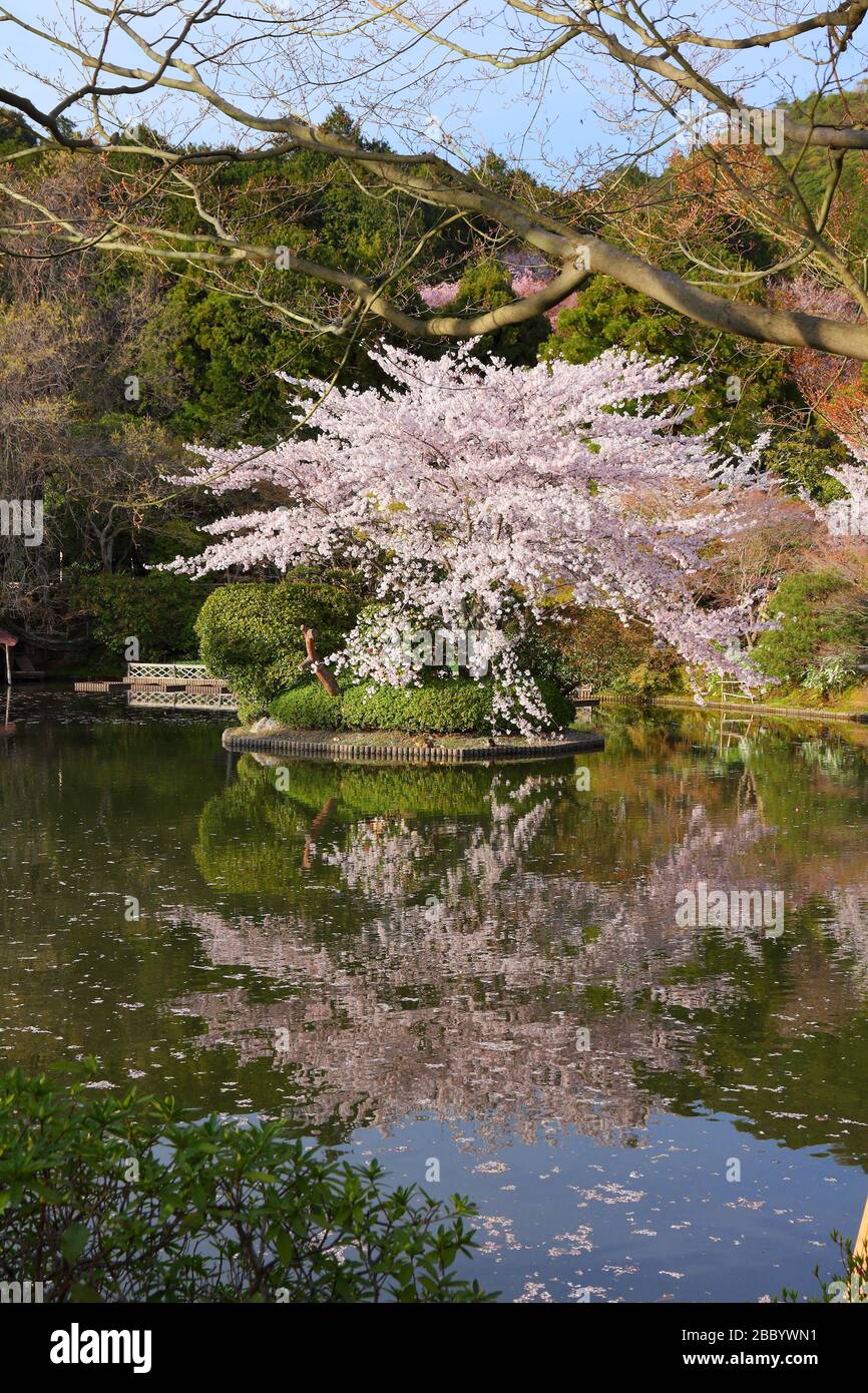 Japan cherry tree blossoms. Kyoto, Japan - cherry blossom flowers at Ryoanji temple gardens. Stock Photo