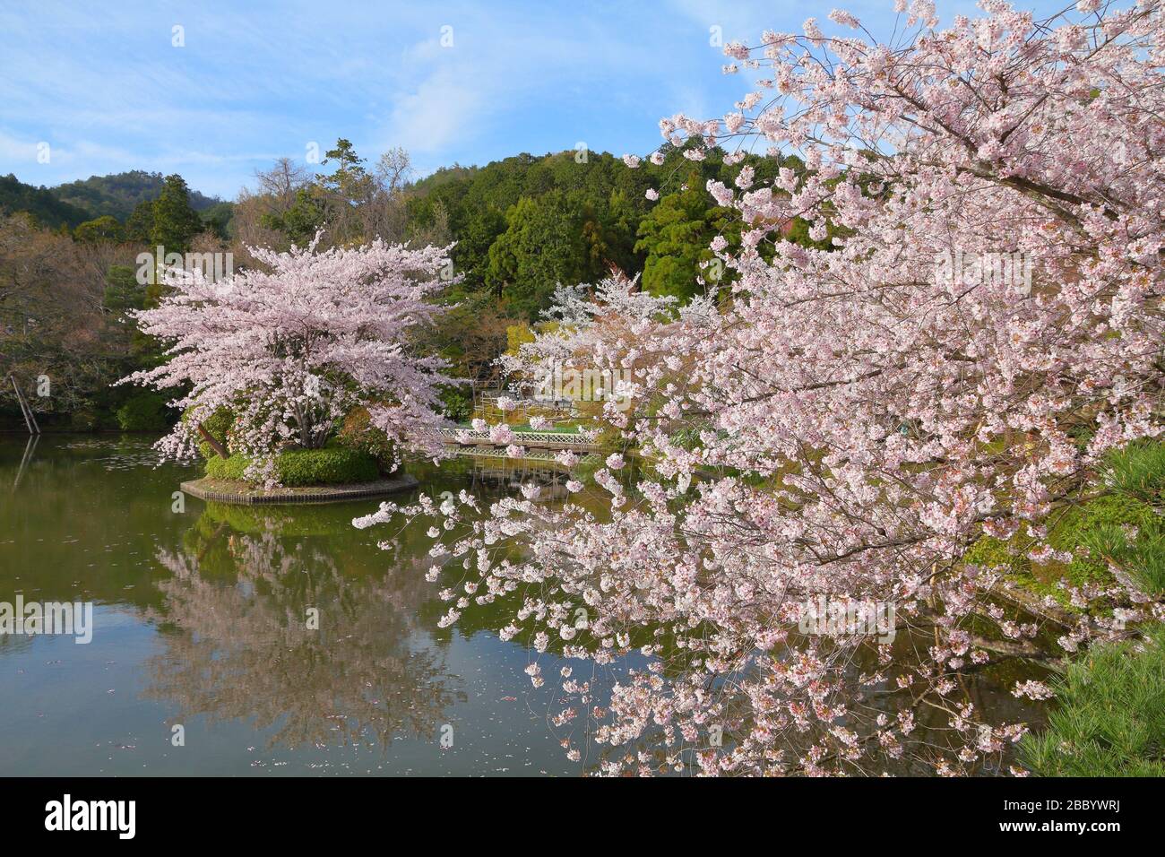 Japan cherry blossoms. Kyoto, Japan - cherry blossom flowers at Ryoanji temple gardens. Stock Photo