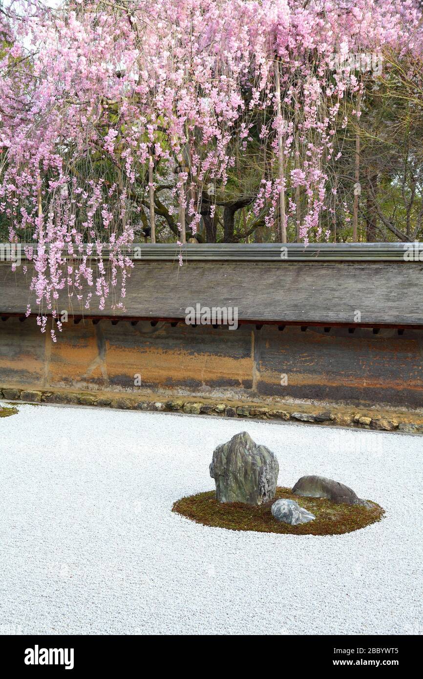 Japanese rock garden and cherry blossoms in Kyoto. Zen garden of Ryoanji temple. Stock Photo