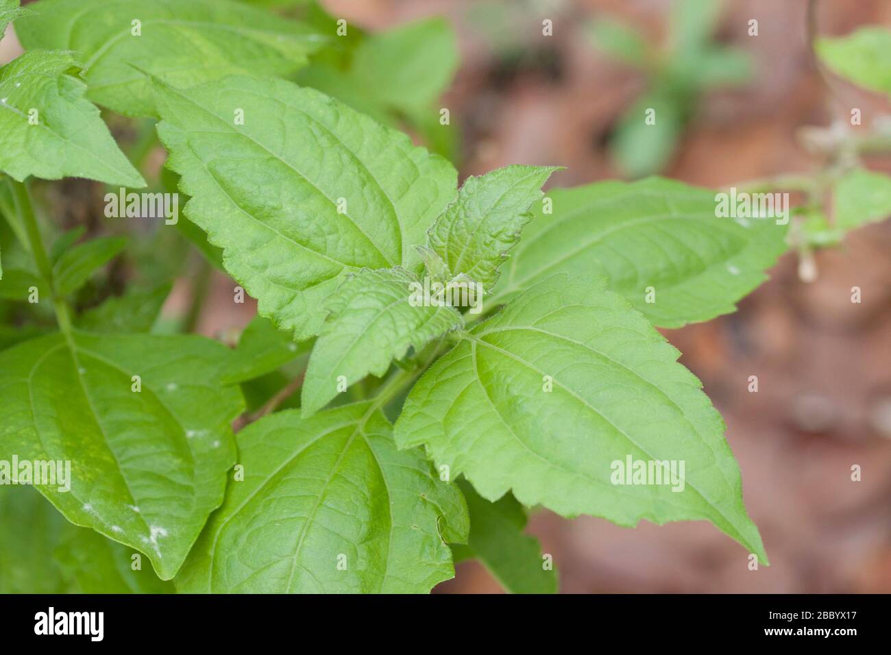 Medicinal plant of Thailand. Stock Photo