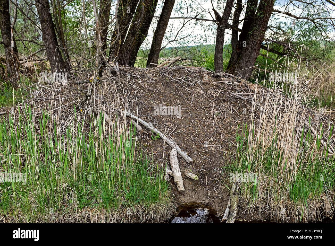 beaver lodge in the undergrowth on a small stream Stock Photo