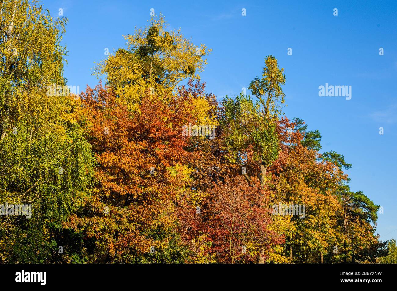 leaves on trees of yellow, red and green in the deciduous forest in autumn against a blue sky Stock Photo