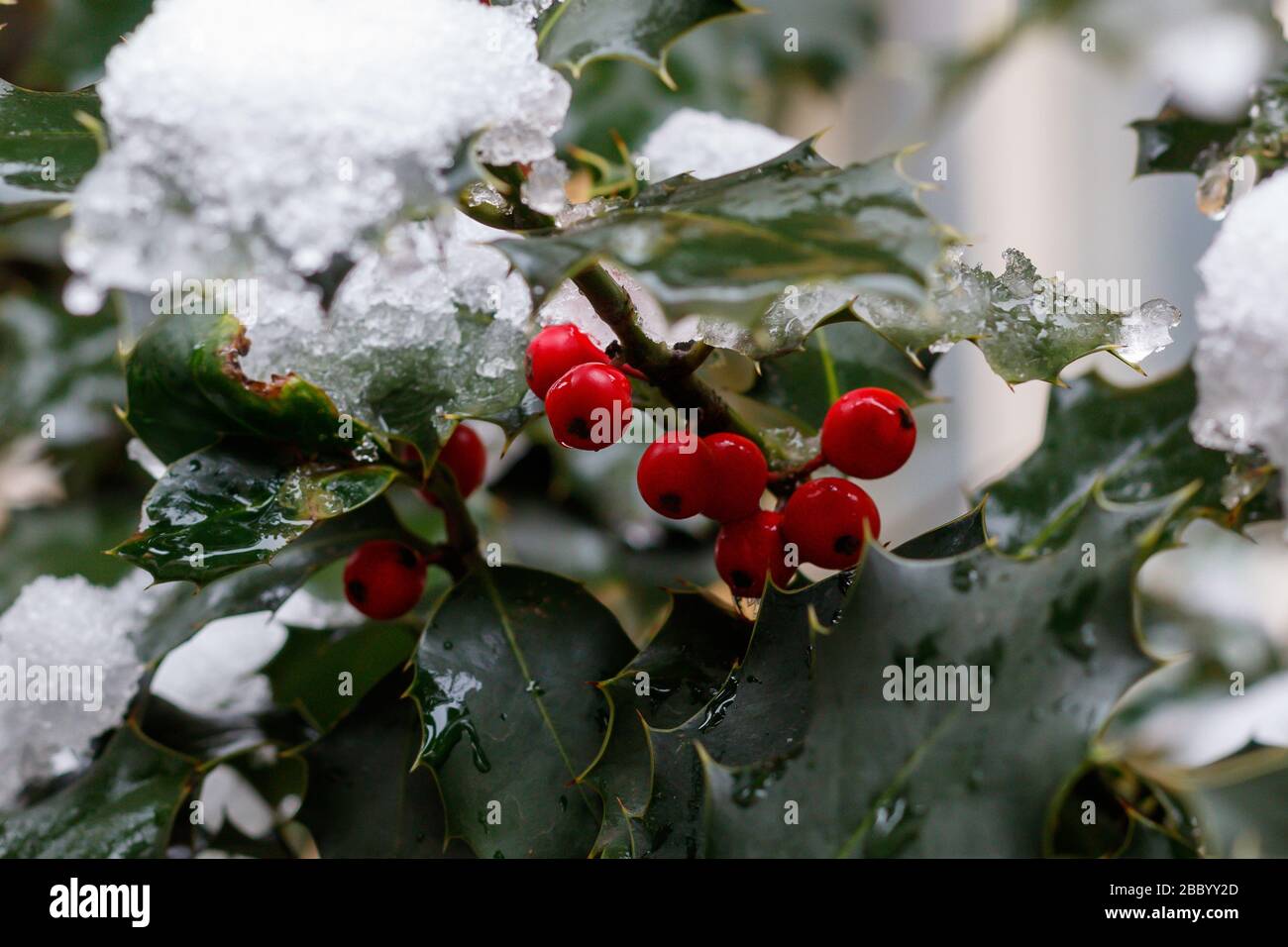 Holly With Red Berries and Snow Stock Photo - Alamy