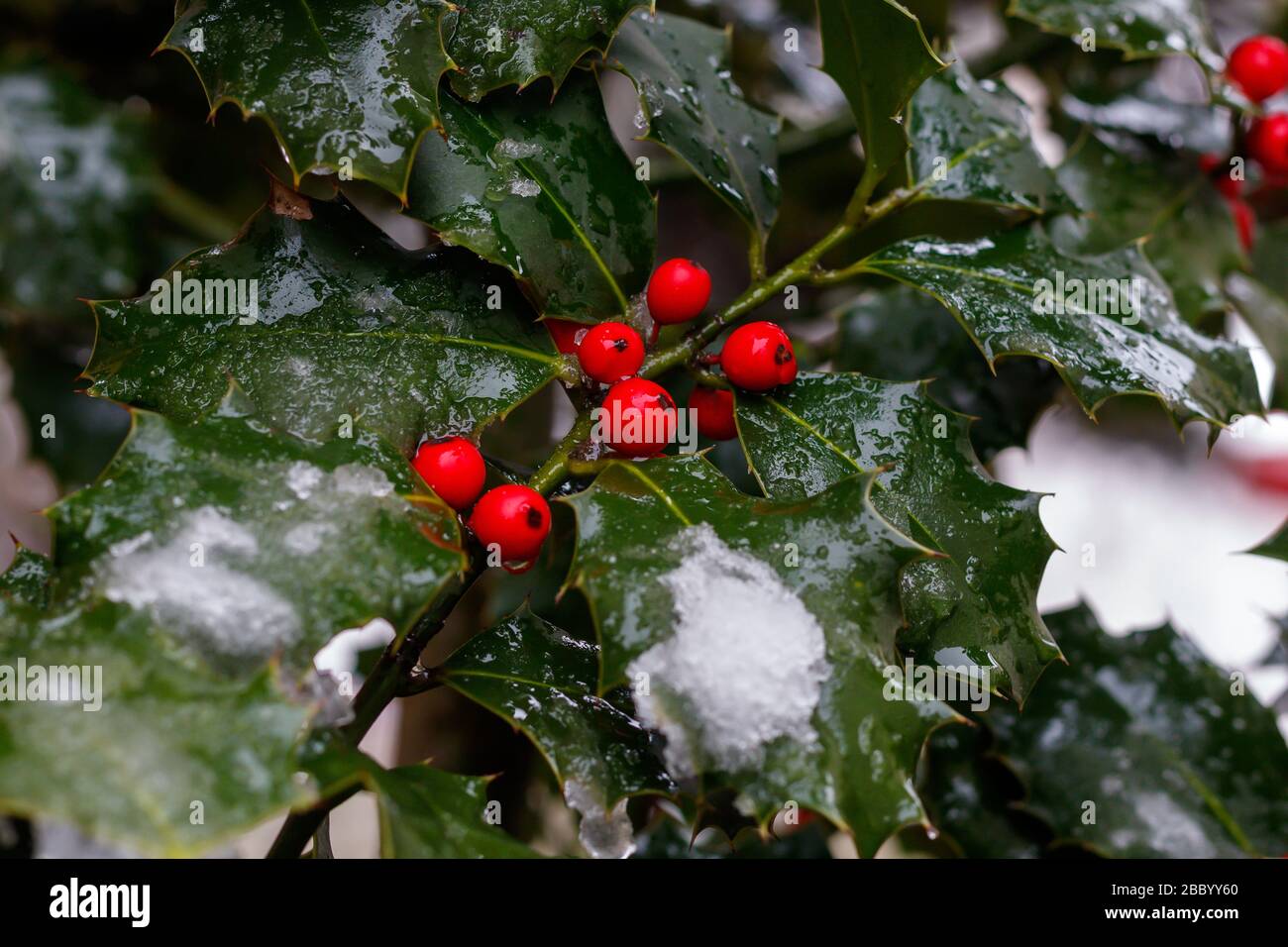 Holly With Red Berries and Snow Stock Photo - Alamy