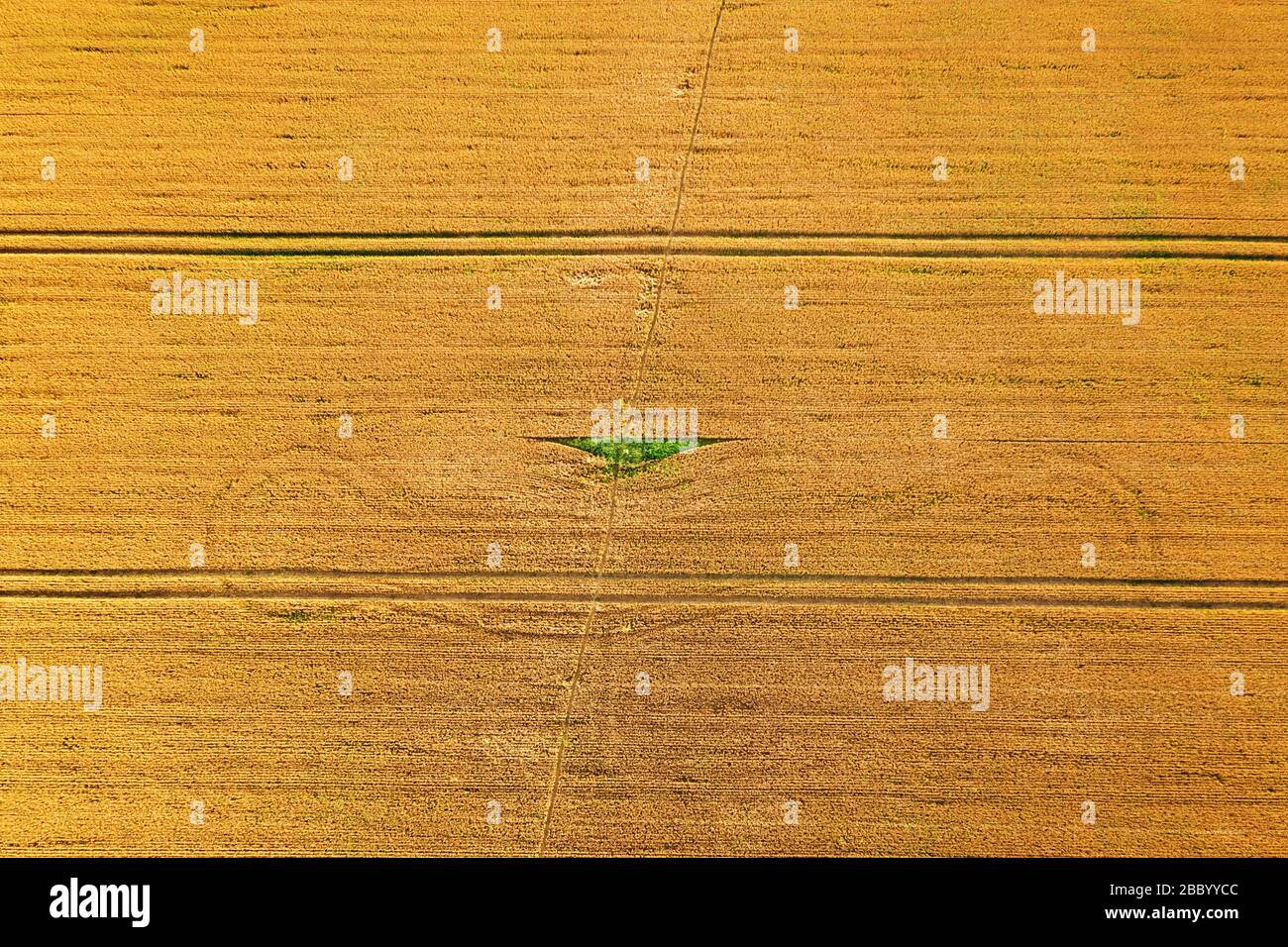 Aerial photo flying over yellow grain wheat field, ready for harvest. Agricultural landscape Stock Photo