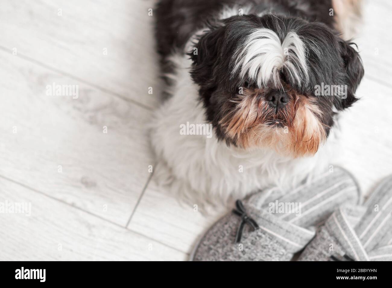 Funny dog, Shih Tzu breed. Sits on a white floor near home slippers. Stock Photo