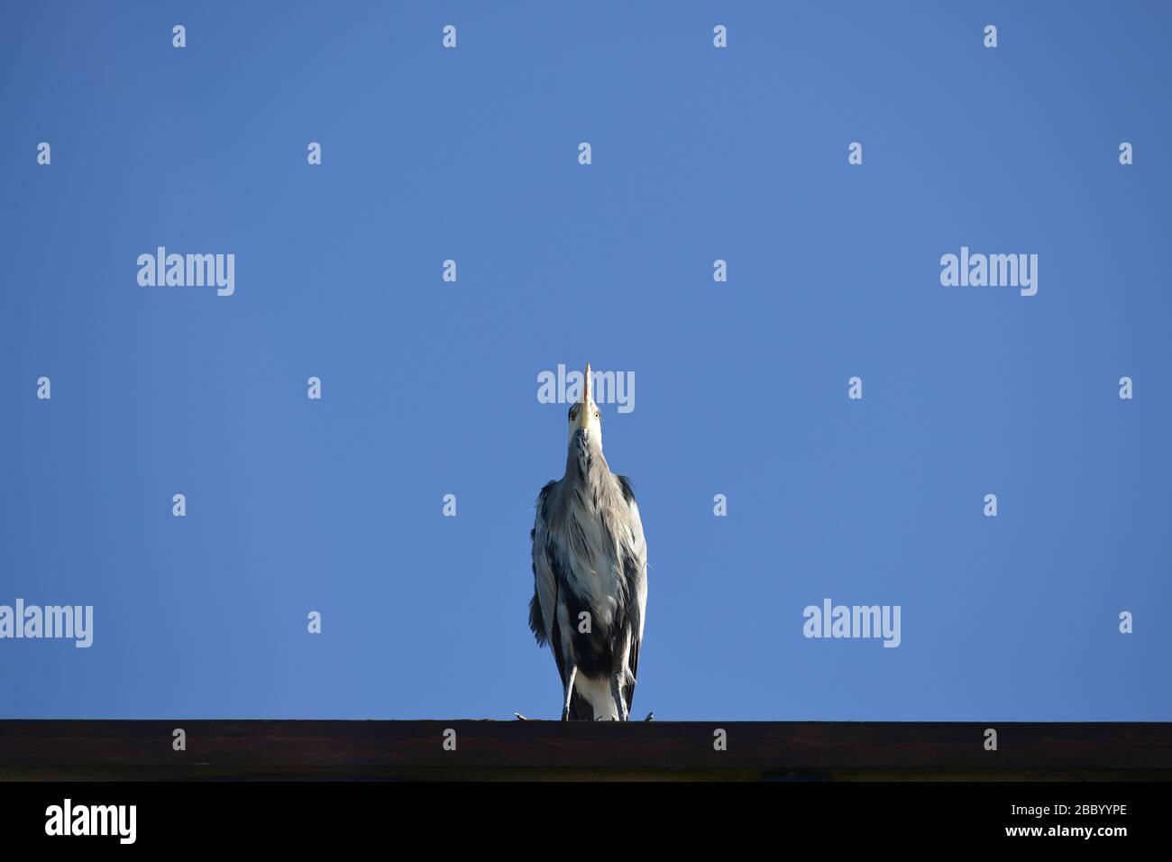 Grey Heron, Richmond, London, UK Stock Photo