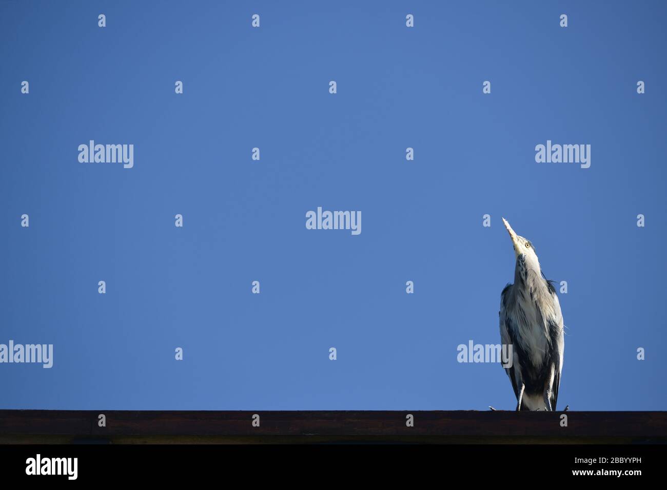 Grey Heron, Richmond, London, UK Stock Photo