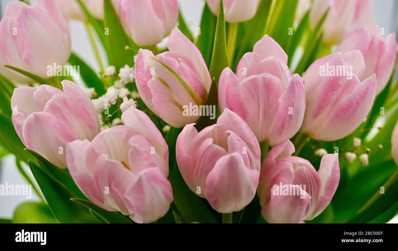 Pink and white tulips in a vase Stock Photo - Alamy