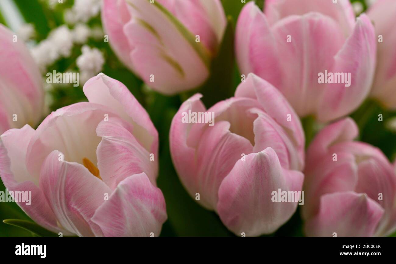 Pink and white tulips in a vase Stock Photo