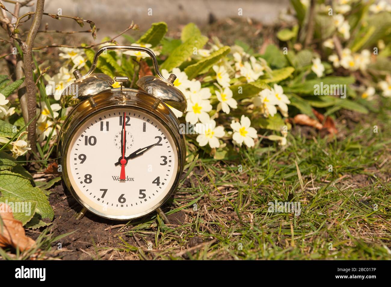 Cherry blossom spring flowers bst hires stock photography and images