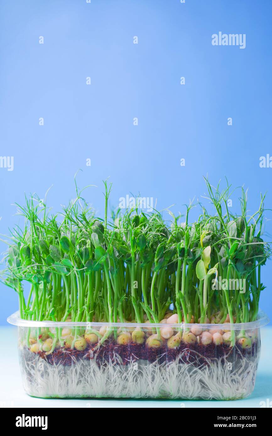 Young vegetable pea sprouts, microgreen on a blue background. organic micro sprouts grown in a plastic box Stock Photo