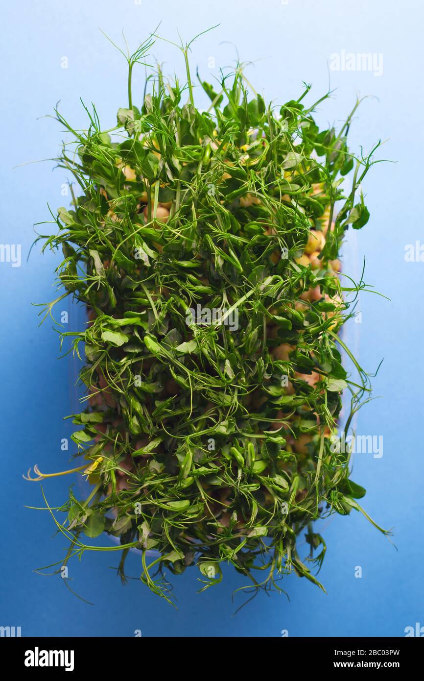 Young vegetable pea sprouts, microgreen on a blue background. organic micro sprouts grown in a plastic box Stock Photo