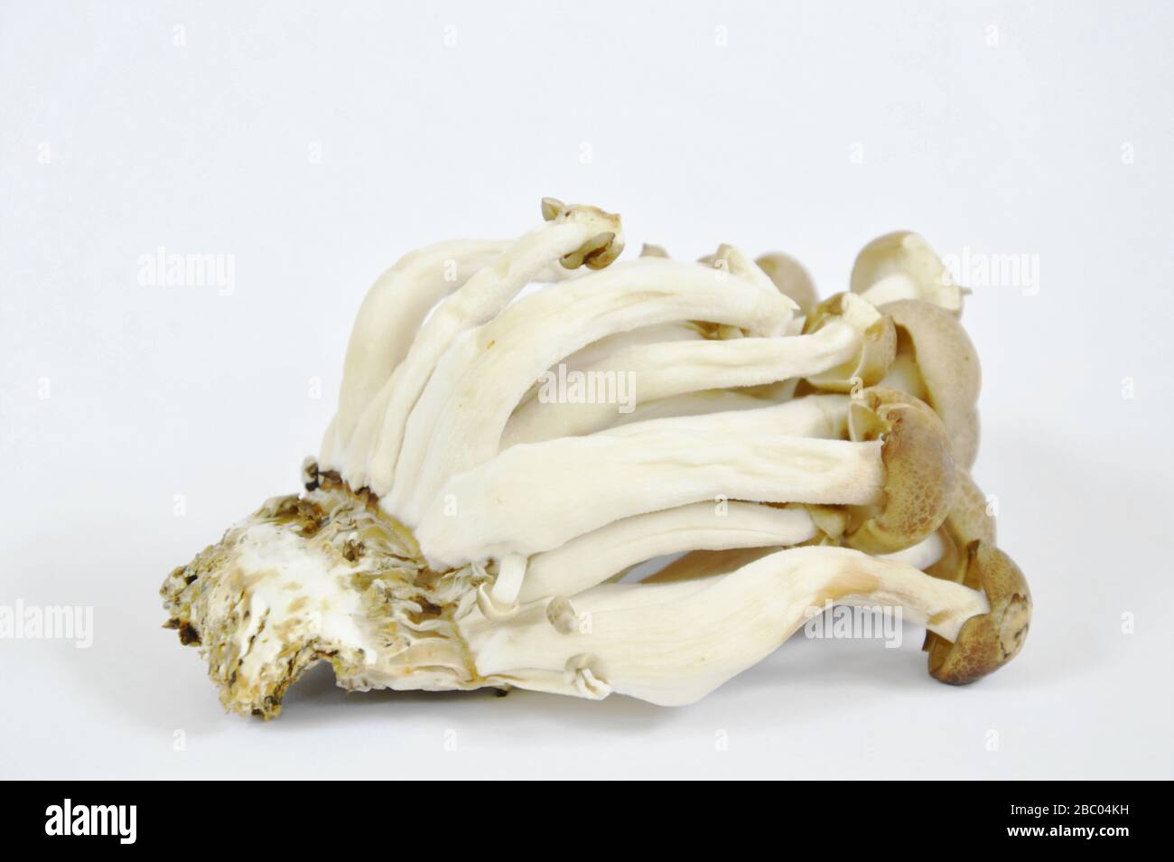 raw buna shimeji Japanese mushroom on wooden chop block in white