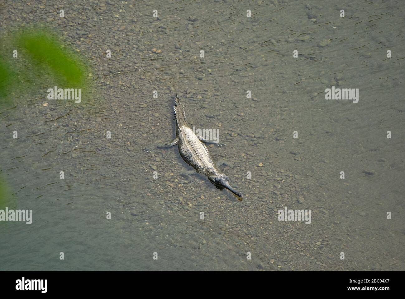 A Gharial in freshwater at Jim Corbett National Park, Uttarakhand, India Stock Photo