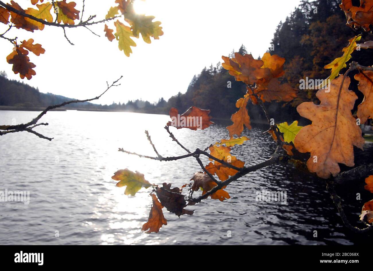 Brown autumn leaves on the Deininger Weiher in Straslach. [automated translation] Stock Photo