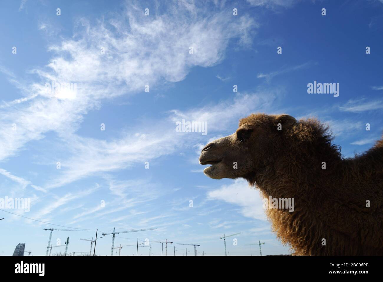 Camel of the circus Barnum in the Freiham development area. In the background construction cranes. [automated translation] Stock Photo