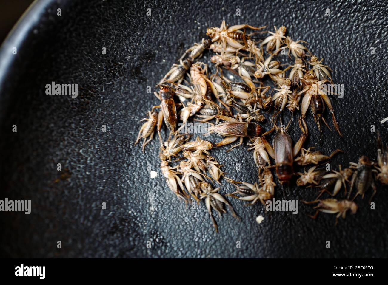 A day with the trainees at Hellabrunn Zoo: dead insects as food. [automated translation] Stock Photo