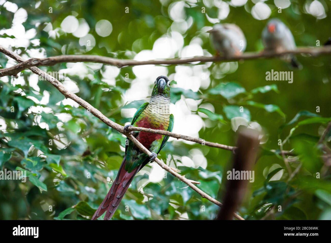 A day with the trainees in the zoo Hellabrunn: A parrot. [automated ...