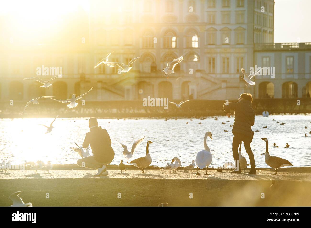 Two walkers feed swans, seagulls and ducks in the late afternoon sun by the lake in front of Nymphenburg Castle. [automated translation] Stock Photo