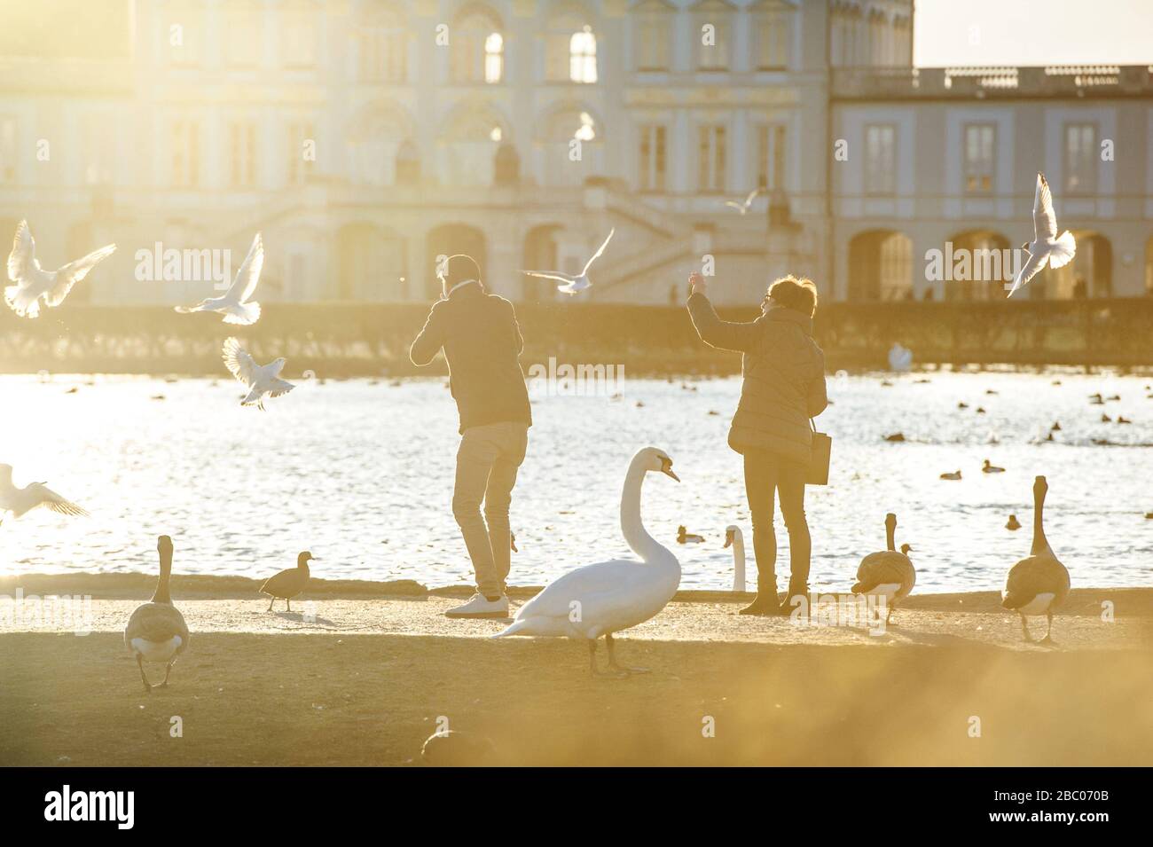 Two walkers feed swans, seagulls and ducks in the late afternoon sun by the lake in front of Nymphenburg Castle. [automated translation] Stock Photo