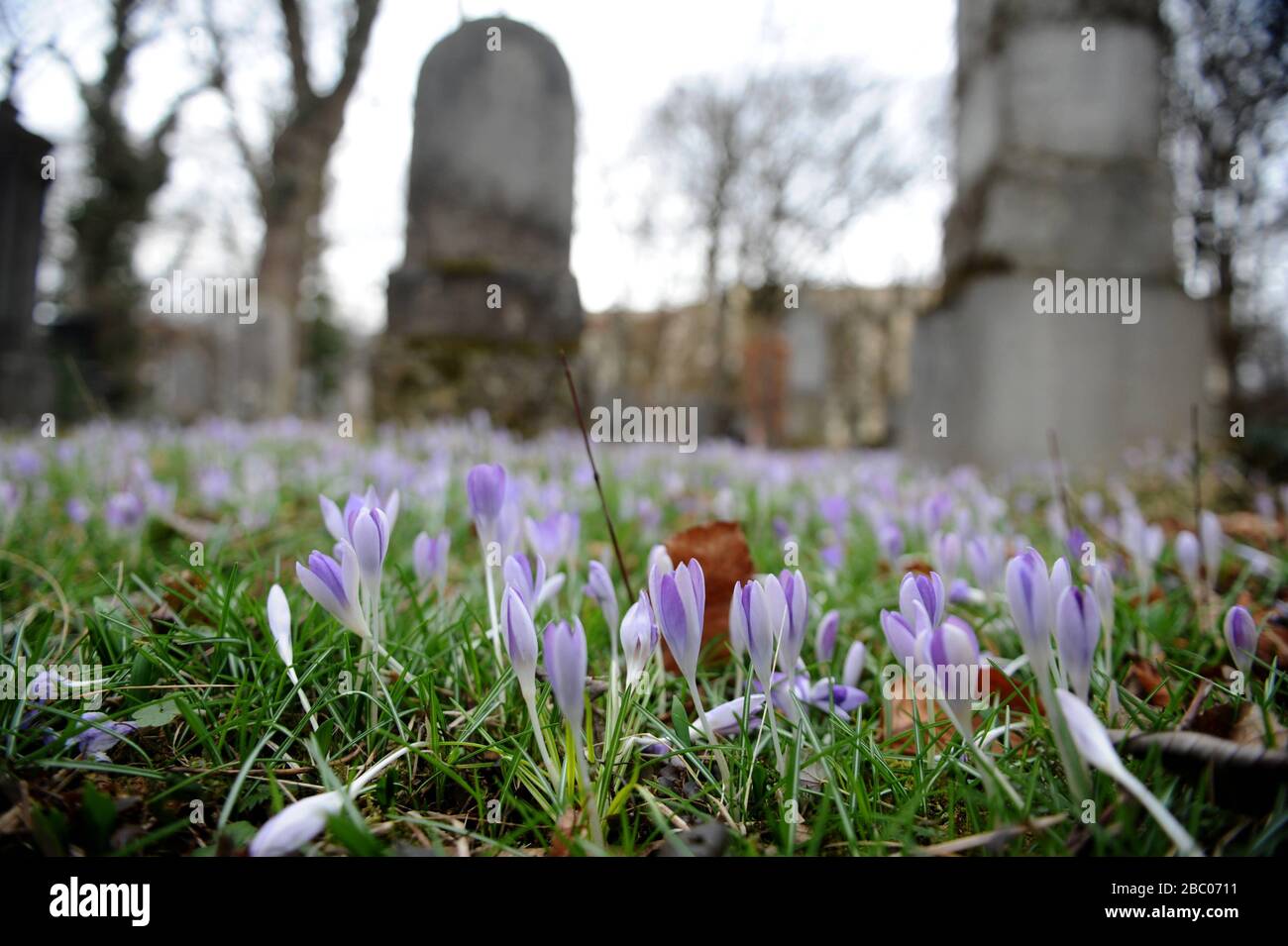 Blooming crocuses at the Old Southern Cemetery in the Isarvorstadt. [automated translation] Stock Photo